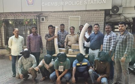चेंबूर पोलिसांची मोठी कारवाई; हस्तिदंत तस्करी प्रकरणी ५ जणांना अटक, ३.५० कोटींचा मुद्देमाल जप्त