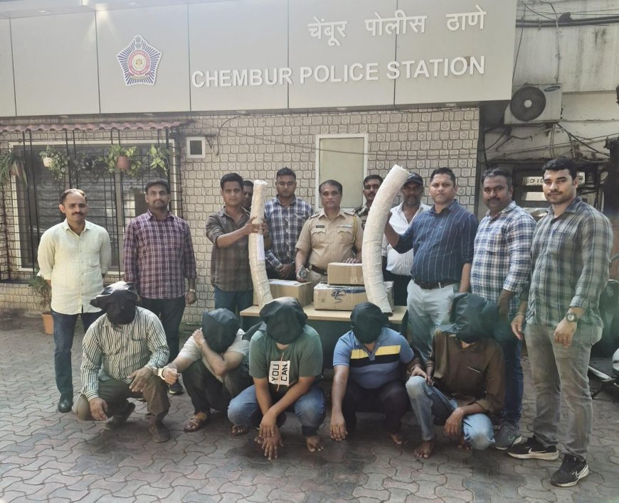 चेंबूर पोलिसांची मोठी कारवाई; हस्तिदंत तस्करी प्रकरणी ५ जणांना अटक, ३.५० कोटींचा मुद्देमाल जप्त
