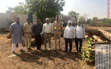 जळगाव जामोदमध्ये वनविभागाची धडक कारवाई; ४.७९ लाखांचा अवैध नीम लाकूड साठा जप्त