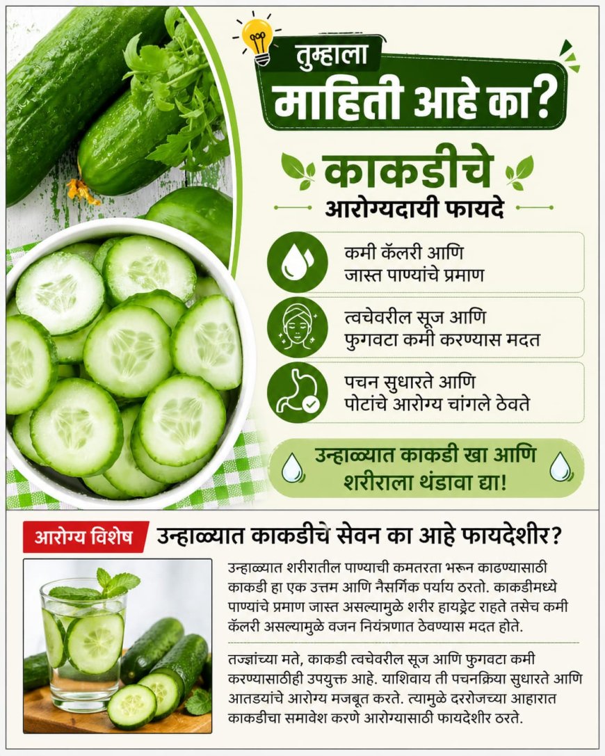 उन्हाळ्यात काकडी खा; शरीराला थंडावा देत आरोग्यही राखते