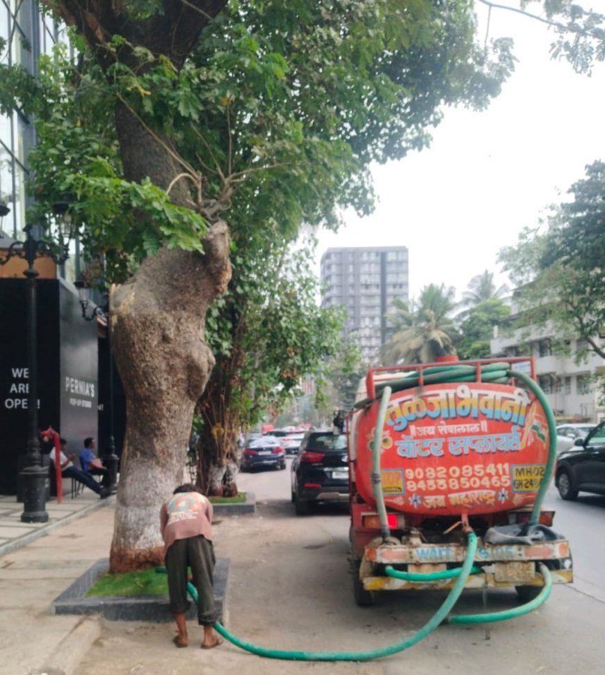 वाढत्या उष्णतेच्या पार्श्वभूमीवर बृहन्मुंबई महानगरपालिकेकडून झाडांची विशेष काळजी