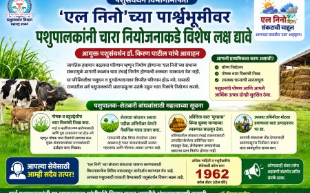 एल निनोच्या संभाव्य संकटाच्या पार्श्वभूमीवर पशुपालकांना चारा नियोजनाचे आवाहन; दुग्धोत्पादनावर परिणाम टाळण्यासाठी आतापासूनच तयारी करा