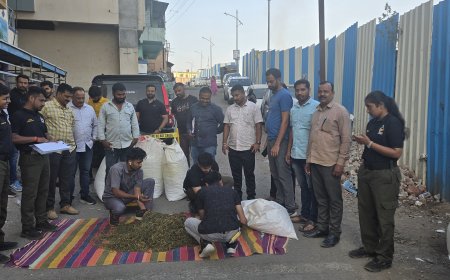 पिंपरी-चिंचवड पोलिसांची मोठी कारवाई; 57.73 लाखांचा 83 किलो गांजा जप्त, दोन आरोपी अटकेत