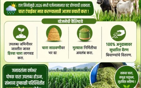 एल निनोच्या पार्श्वभूमीवर चारा उत्पादन कार्यक्रम; पशुपालकांना 100 टक्के अनुदानावर वैरण बियाणे