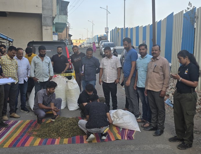 पिंपरी-चिंचवड पोलिसांची मोठी कारवाई; 57.73 लाखांचा 83 किलो गांजा जप्त, दोन आरोपी अटकेत