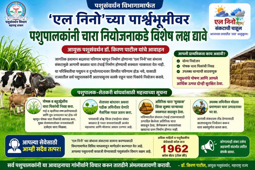 एल निनोच्या संभाव्य संकटाच्या पार्श्वभूमीवर पशुपालकांना चारा नियोजनाचे आवाहन; दुग्धोत्पादनावर परिणाम टाळण्यासाठी आतापासूनच तयारी करा