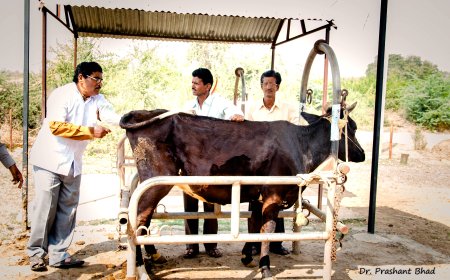 खाजगी कृत्रिम रेतन तंत्रज्ञांना विविध सेवांसाठी प्रोत्साहनपर अनुदान; पशुसंवर्धन आयुक्तांचे योजनेचा लाभ घेण्याचे आवाहन