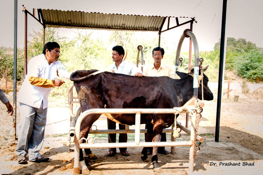 खाजगी कृत्रिम रेतन तंत्रज्ञांना विविध सेवांसाठी प्रोत्साहनपर अनुदान; पशुसंवर्धन आयुक्तांचे योजनेचा लाभ घेण्याचे आवाहन